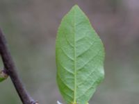 Prunus viriginiana Ollebo, Malmö, Skåne, Sweden 20190508_0051