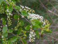 Prunus viriginiana Ollebo, Malmö, Skåne, Sweden 20190508_0053