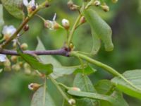 Prunus viriginiana Ollebo, Malmö, Skåne, Sweden 20190508_0055