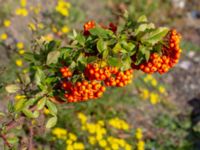 Pyracantha coccinea Centralen, Malmö, Skåne, Sweden 20181020_0047