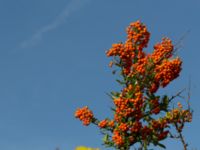 Pyracantha coccinea Terekudden, Bunkeflo strandängar, Malmö, Skåne, Sweden 20130914_0005