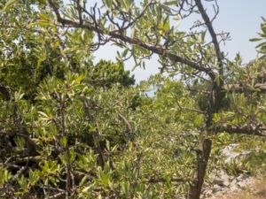 Pyrus amygdaliformis - Almond-leaved Pear