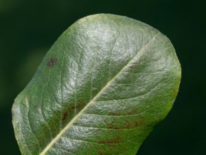 Pyrus pyraster - Wild Pear - Vildpäron