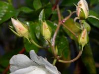 Rosa 'Climbing Iceberg' Tunisborg f.d. plantskola, Lund, Skåne, Sweden 20220917_0007