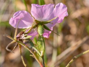 Rosa × francofurtana - Kyrkogårdsros