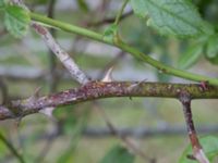 Rosa x inodora Hillarp, Munka-Ljungby, Ängelholm, Skåne, Sweden 20170709_0051