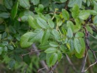 Rosa x inodora Hillarp, Munka-Ljungby, Ängelholm, Skåne, Sweden 20170709_0053