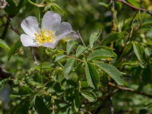 Rosa agrestis - Åkerros