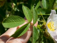 Rosa agrestis Bongska marken, Ystad, Skåne, Sweden 20170620_0066