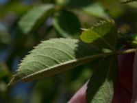 Rosa agrestis Bongska marken, Ystad, Skåne, Sweden 20170620_0067