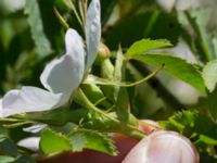 Rosa agrestis Bongska marken, Ystad, Skåne, Sweden 20170620_0072