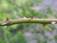 Rosa caesia Limhamns kalkbrott, Malmö, Skåne, Sweden 20180901_0011