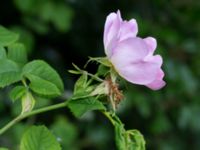 Rosa dumalis Ribersborg, Malmö, Skåne, Sweden 20150622_0014