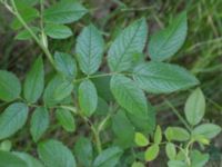 Rosa corymbifera Hillarp, Munka-Ljungby, Ängelholm, Skåne, Sweden 20170709_0036