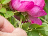 Rosa gallica Scoutstugan, Bunkeflostrand, Malmö, Skåne, Sweden 20160619_0031