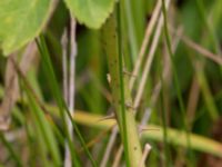 Rosa gallica Scoutstugan, Bunkeflostrand, Malmö, Skåne, Sweden 20160619_0032