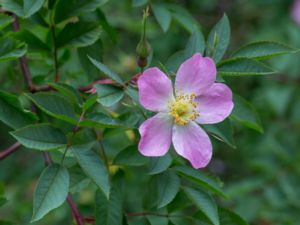 Rosa glauca - Red-leaved Rose - Daggros