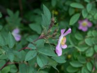 Rosa glauca Alnarp, Lomma, Skåne, Sweden 20150620_0028