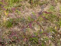 Rosa glauca Borgeby, Kävlinge, Skåne, Sweden 20150728_0042