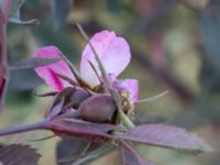 Rosa glauca Grodreservatet, Malmö hamn, Malmö, Skåne, Sweden 20160609_0091