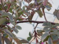 Rosa glauca Grodreservatet, Norra hamnen, Malmö, Skåne, Sweden 20160611_0108