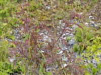 Rosa glauca Lertagsdammen, Klagshamns udde, Malmö, Skåne, Sweden 20170704_0099