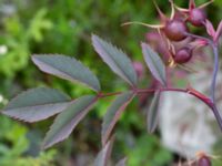 Rosa glauca Utögatan, Norra hamnen, Malmö, Skåne, Sweden 20170625_0088