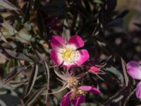 Rosa glauca Utfyllnad Oljesjön, Oljehamnen, Malmö, Skåne, Sweden 20210616_0109