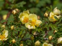 Rosa hugonis Ödammen, Öresundsparken, Ribersborg, Malmö, Skåne, Sweden 20190508_0013