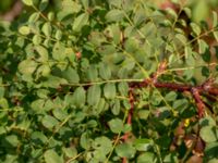 Rosa hugonis Bengtstorp, Mörbylånga, Öland, Sweden 20180810_0222