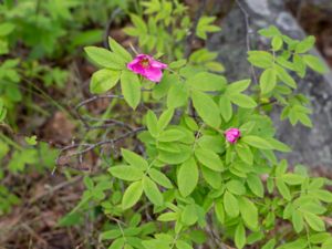 Rosa majalis - Cinnamon Rose - Kanelros