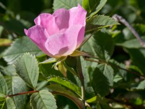 Rosa micrantha - Sydäppelros