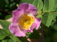 Rosa micrantha Bongska marken, Ystad, Skåne, Sweden 20170620_0054