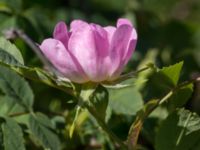 Rosa micrantha Bongska marken, Ystad, Skåne, Sweden 20170620_0055