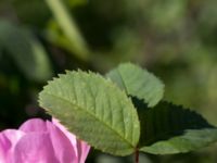 Rosa micrantha Bongska marken, Ystad, Skåne, Sweden 20170620_0058