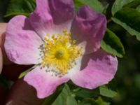 Rosa micrantha Bongska marken, Ystad, Skåne, Sweden 20170620_0061