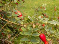 Rosa moyesii Mellanheden, Malmö, Skåne, Sweden 20170820 15