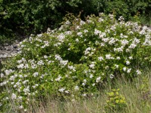 Rosa multiflora - Multiflora Rose - Japansk klätterros