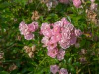 Rosa multiflora Grusupplag Björkelundadammen, Malmö, Skåne, Sweden 20200808_0015
