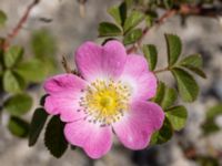 Rosa rubiginosa Utfyllnad Oljesjön, Oljehamnen, Malmö, Skåne, Sweden 20210616_0088