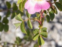 Rosa rubiginosa Utfyllnad Oljesjön, Oljehamnen, Malmö, Skåne, Sweden 20210616_0095