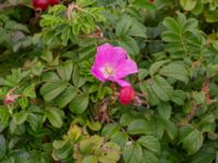 Rosa rugosa Dynan, Tygelsjö ängar, Malmö, Skåne, Sweden 20210811_0053