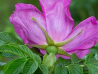 Rosa rugosa Hillarp, Munka-Ljungby, Ängelholm, Skåne, Sweden 20170709_0029