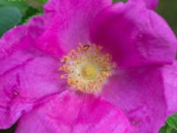 Rosa rugosa Hillarp, Munka-Ljungby, Ängelholm, Skåne, Sweden 20170709_0032