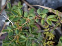 Rosa sherardii Limhamns kalkbrott, Malmö, Skåne, Sweden 20170813_0077