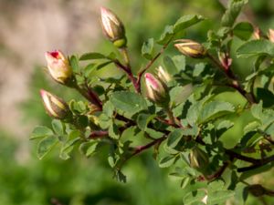 Rosa spinosissima - Burnet Rose - Pimpinellros