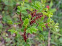 Rosa spinosissima Grusväg Krusegatan, Malmö, Skåne, Sweden 20200523_0019