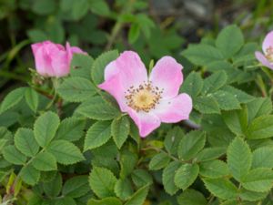 Rosa tomentella - Round-leaved Dog-Rose - Flikros