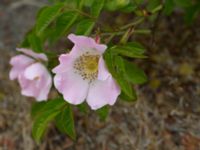 Rosa tomentella Elbegatan, Malmö, Skåne, Sweden 20150614_0052