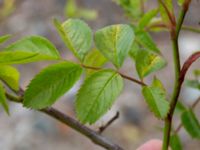 Rosa tomentella Elbegatan, Malmö, Skåne, Sweden 20150614_0053